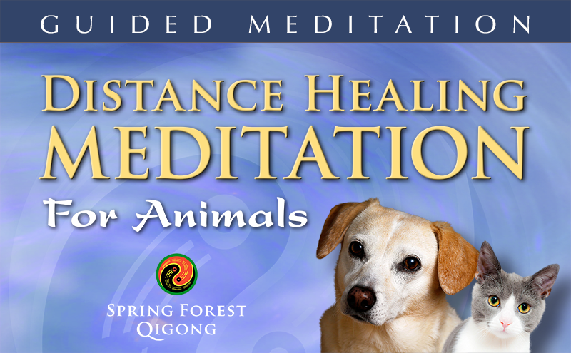 Qigong Healing for Animals
