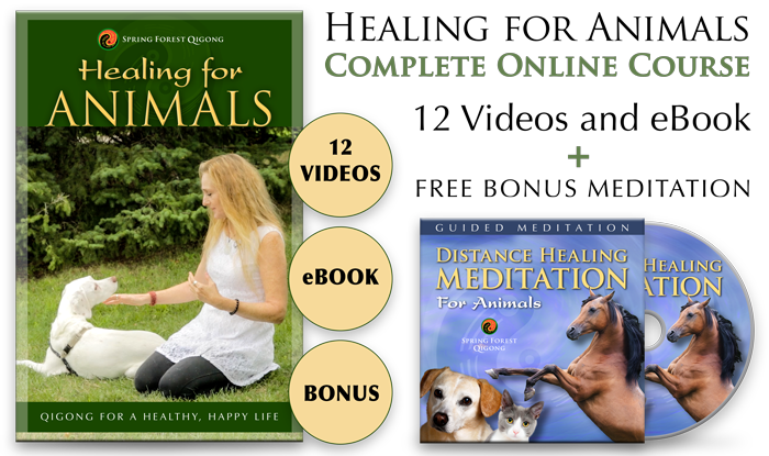 Animal Healing Qigong Course