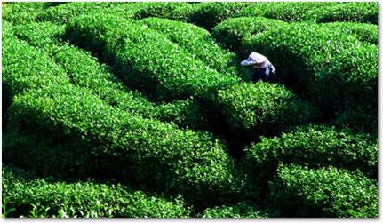 tea growers in field